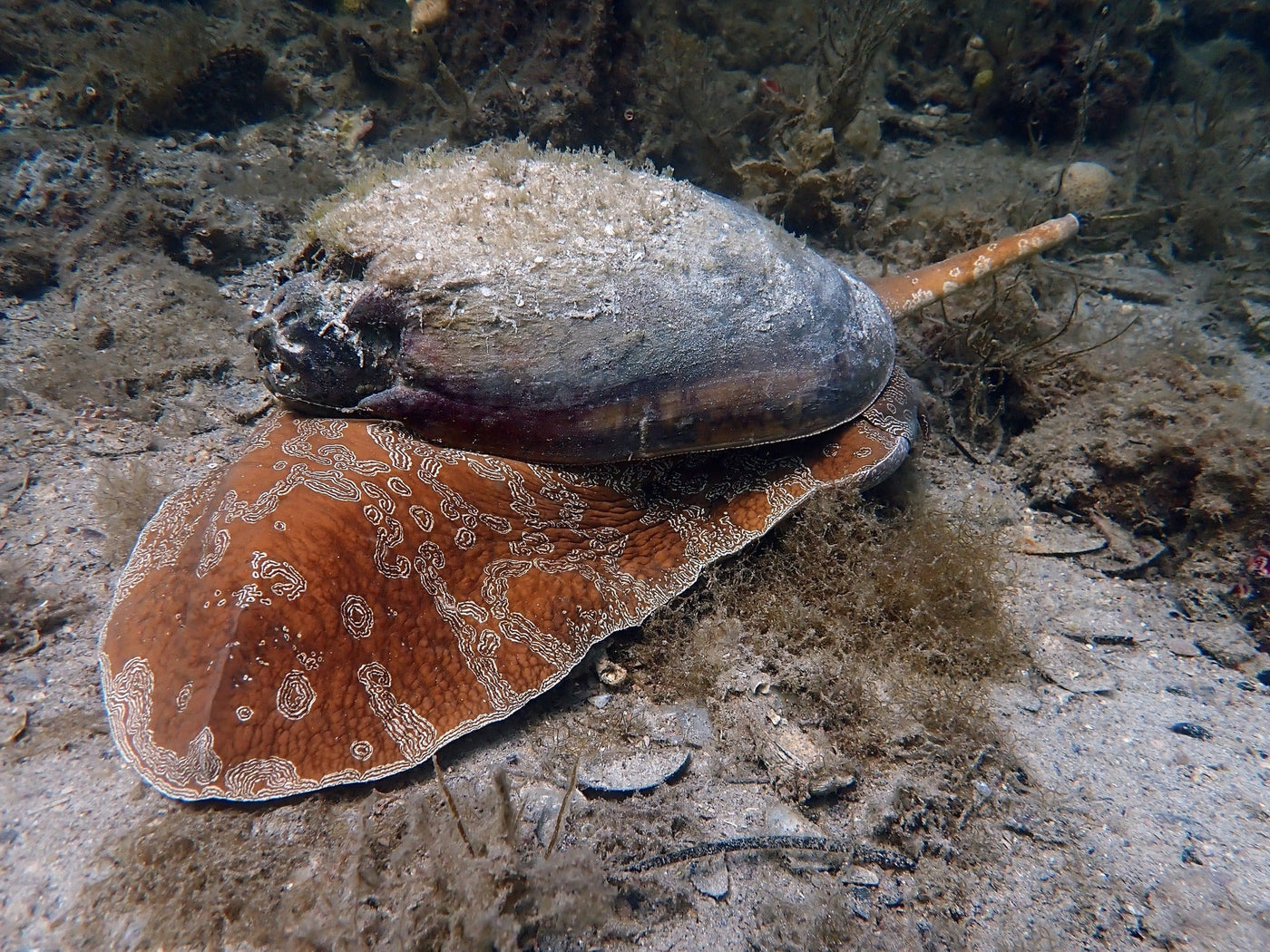 Robb Jetty Wednesday Manta Club Night Dive