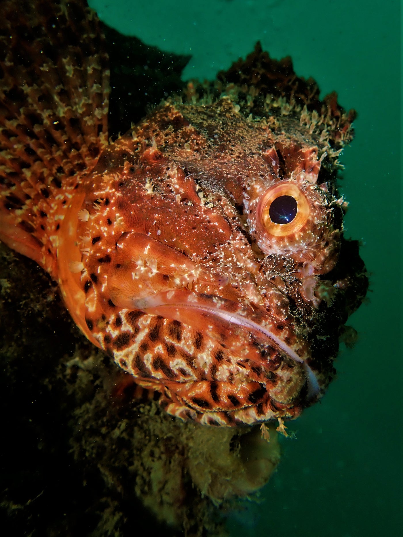 Scorpion fish