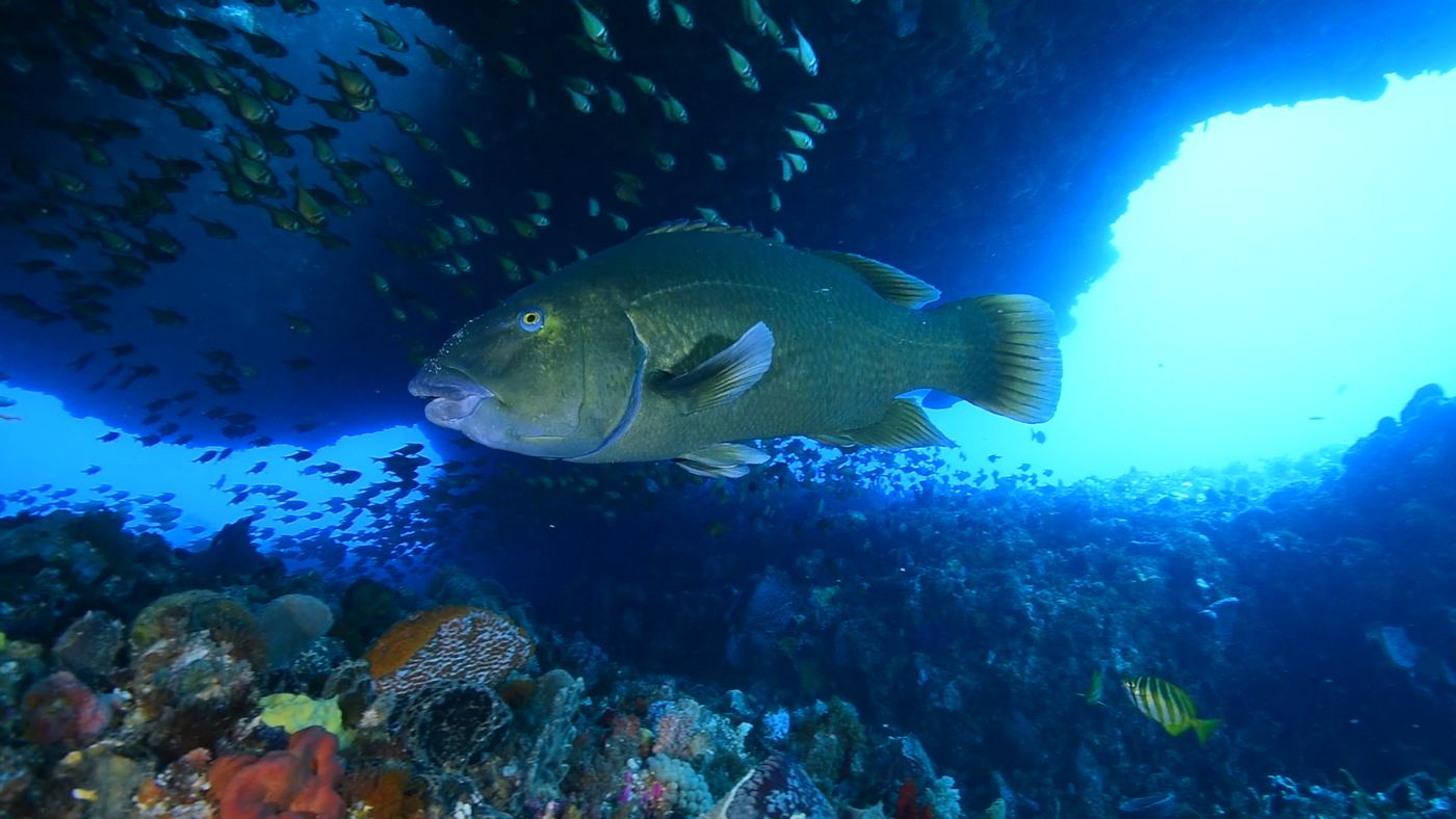 Blue Groper taken by Johanna Pool