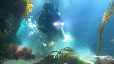 Point Peron club dive