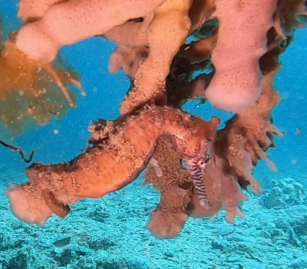 Bulk Jetty Club Dive