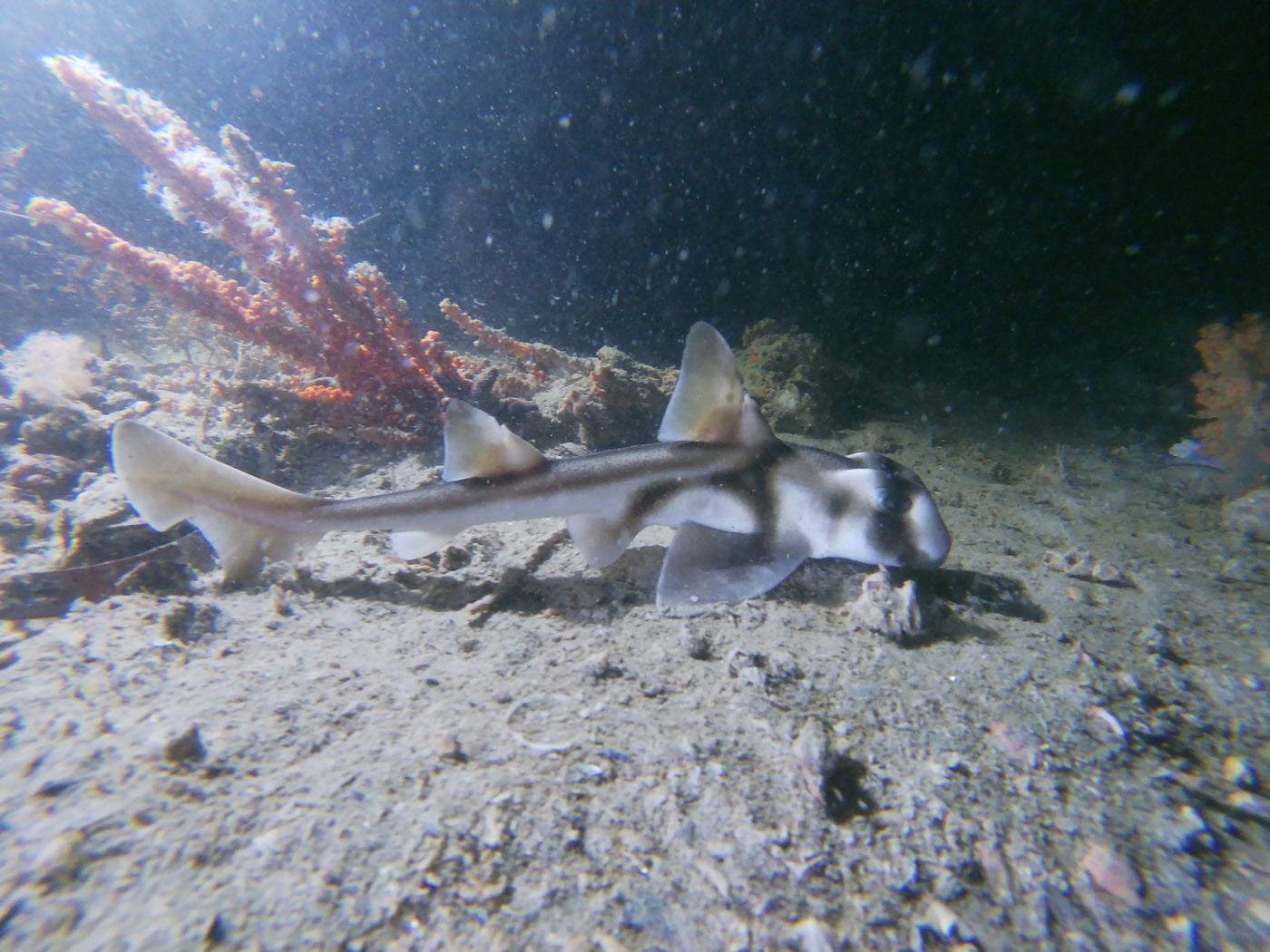 Ammo Jetty night dive