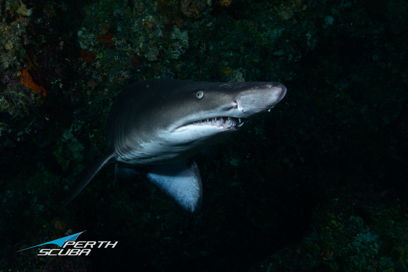 Scuba Diving with Grey Nurse Sharks at Rottnest Island: A Must-Have Experience in Western Australia