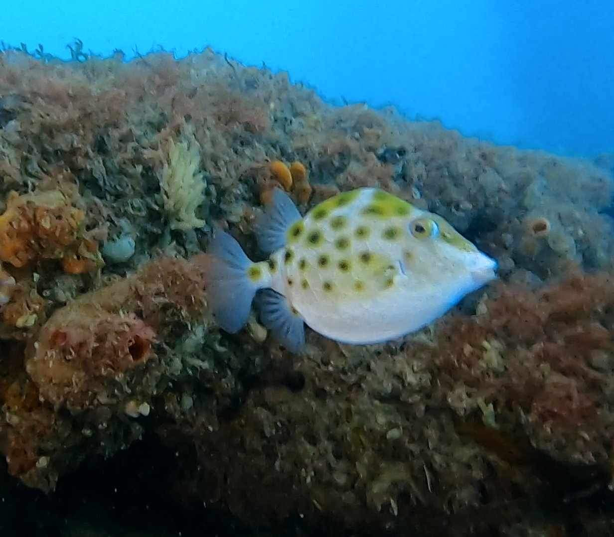 Manta Club dive at BHP Jetty – good visibility, nudibranchs, talmas, cuttlefish, and many schools of snapper