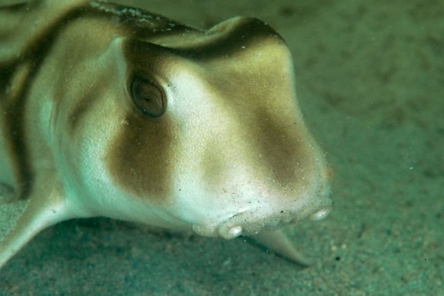 Cute sharks on our club night dive