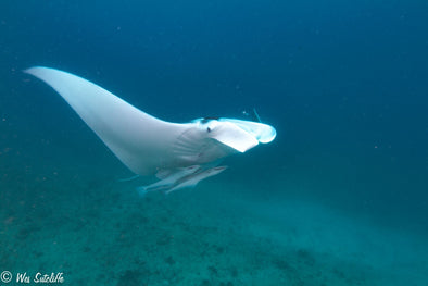 Manta ray by Wesley Sutcliffe