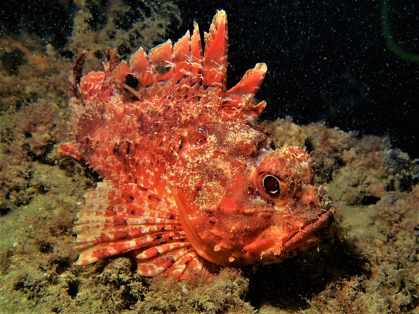 Scorpion fish by Martin Crossley