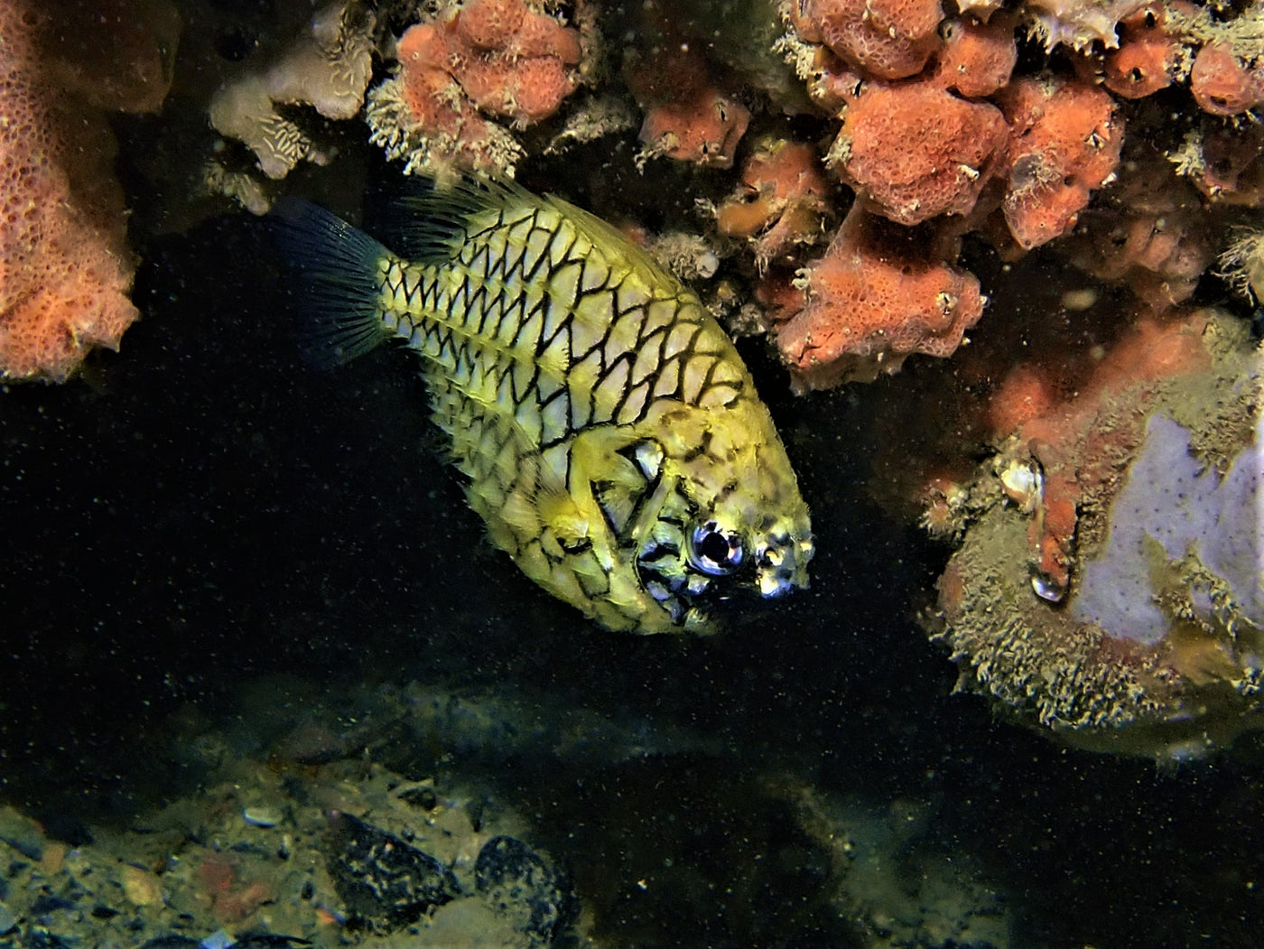 Pineapple fish