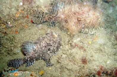 Frogfish in the Swan River