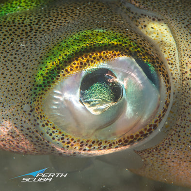 Squid eyes are amazing and here's why