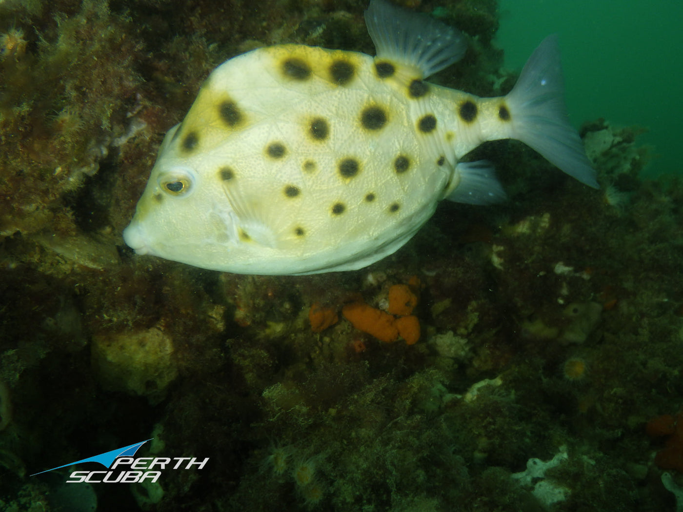 Fantastic Sunday shore dive with 16 club divers