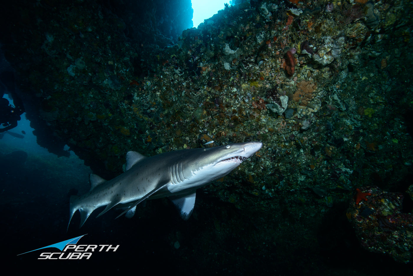 The Ultimate Guide to Scuba Diving in Perth: Top Dive Sites and Marine Life