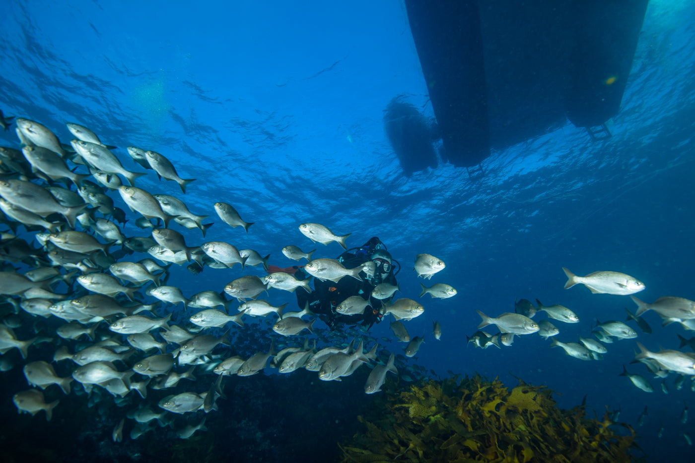 Best time to dive Perth & Rottnest Island