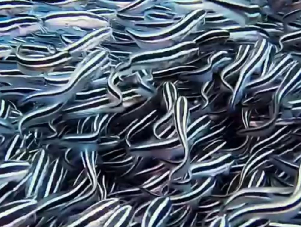 Manta Club dive at Kwinana Grain Terminal