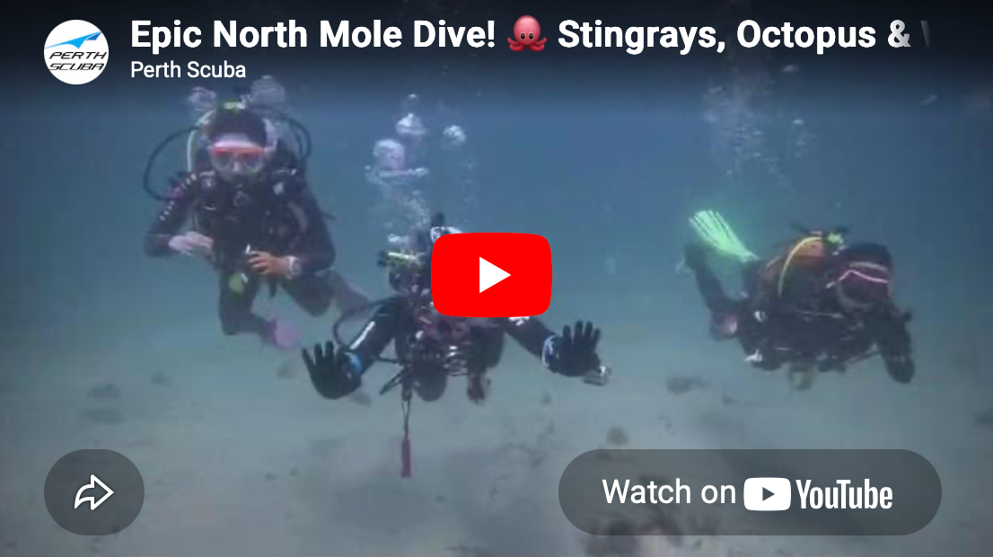 Epic North Mole Dive! Stingrays, octopus & wreck exploration