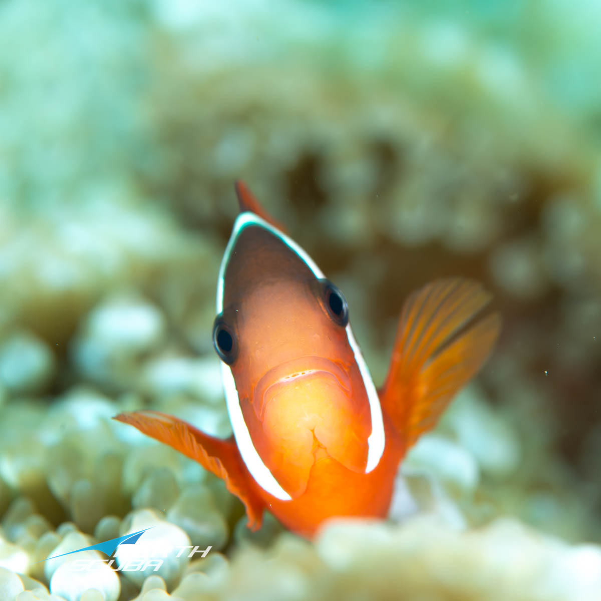 Timor Leste clown fish