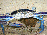 New measures to protect blue swimmer crabs