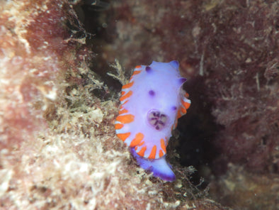 Sunday Club Dive at Bulk Jetty