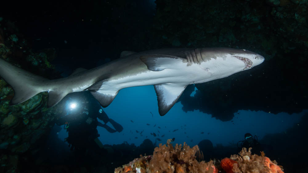 Grey nurse shark