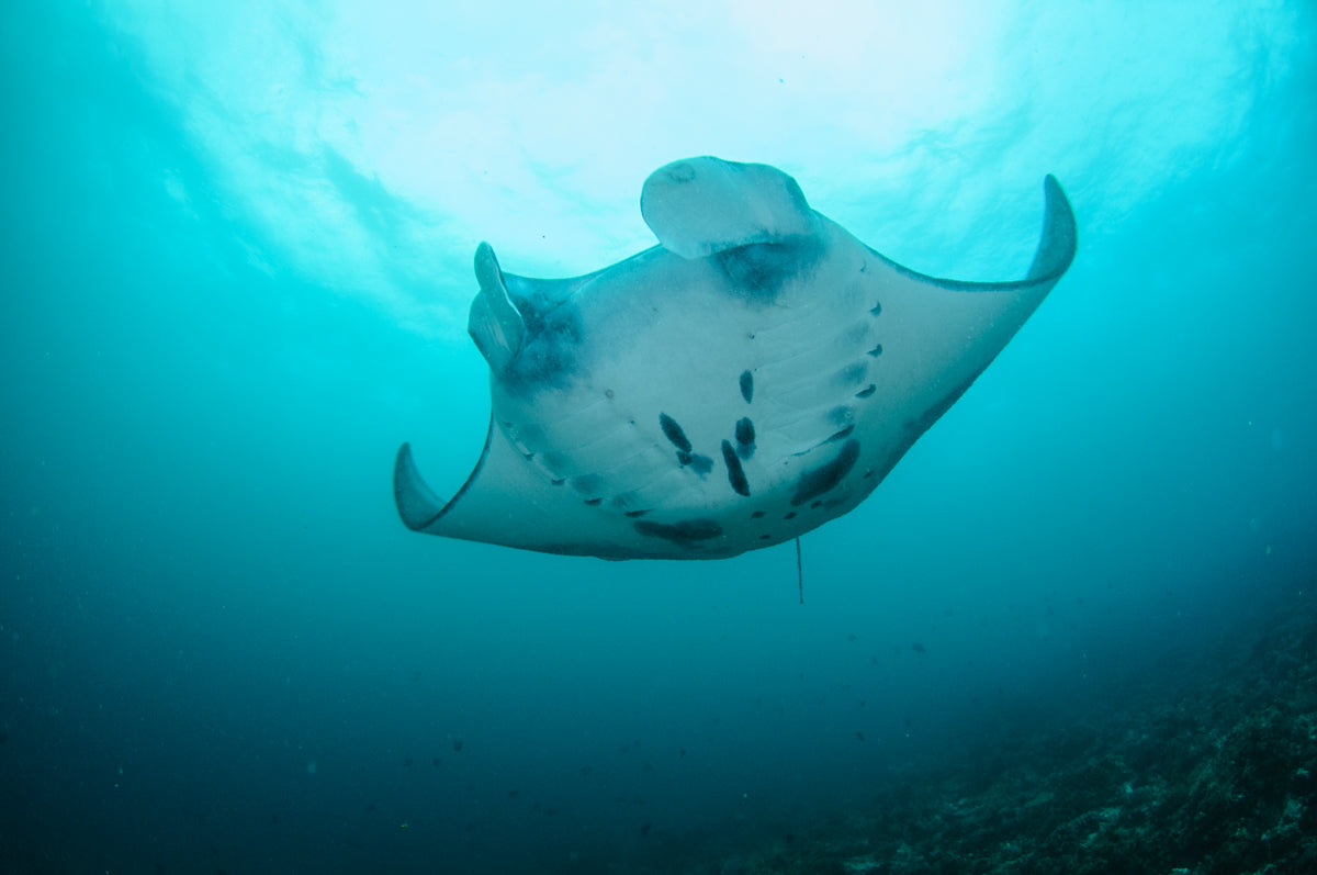 Mermaid II Komodo Liveaboard Dive Report | Day 3 Adventures