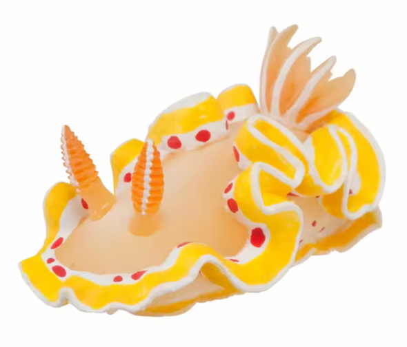 Nudibranch Fridge Magnet