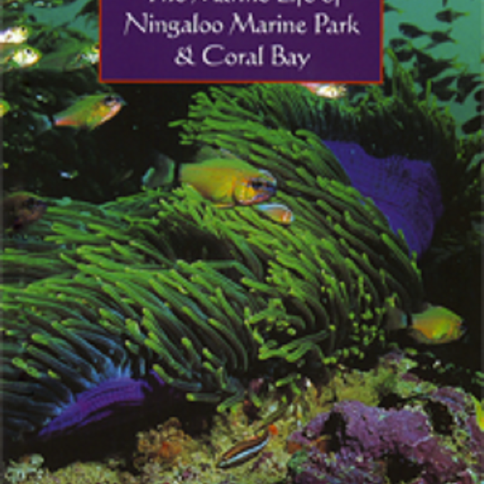 Marine Life Of Ningaloo & Coral Bay