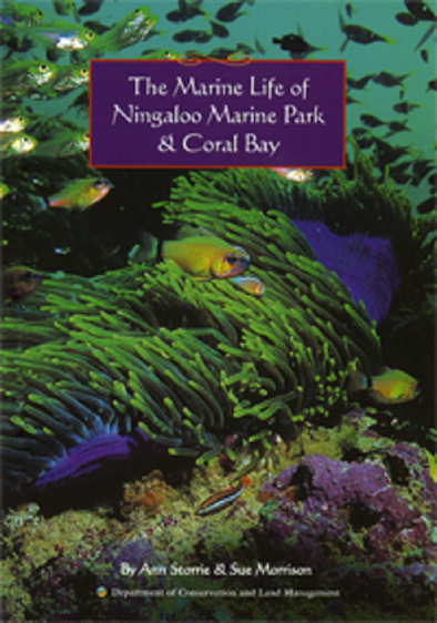 Marine Life Of Ningaloo & Coral Bay