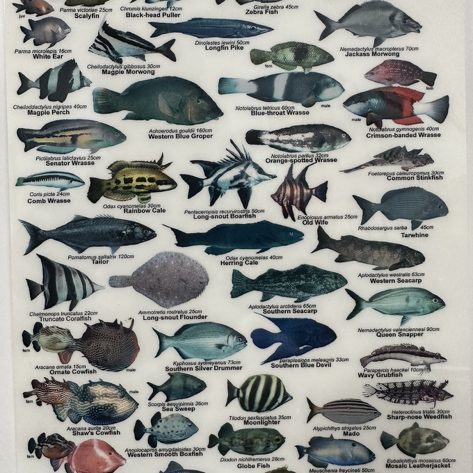 Perth Scuba Fish ID Slate